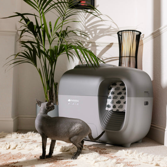 SNOW+ litter box in grey color with a grey Sphynx cat in a mordern design room.