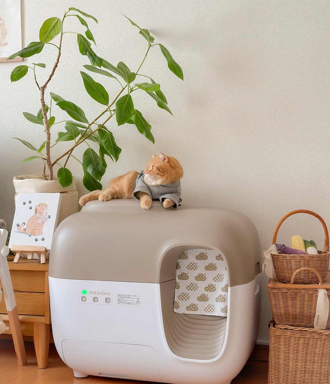 a british shorthair cat with snow+ litter box in a cozy home