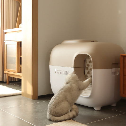 How a Dirty Litter Box Affects Your Cat's Health: The Automatic Solution