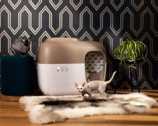 PetSnowy Self-Cleaning Litter Box featured in a stylish home setting with two curious cats