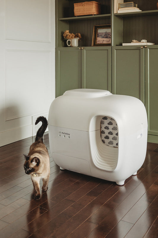 Gatto siamese accanto a una lettiera PetSnowy bianca in una casa moderna